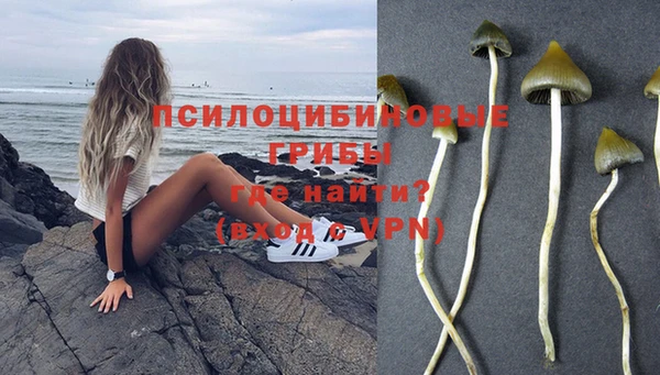 прущие грибы Богданович